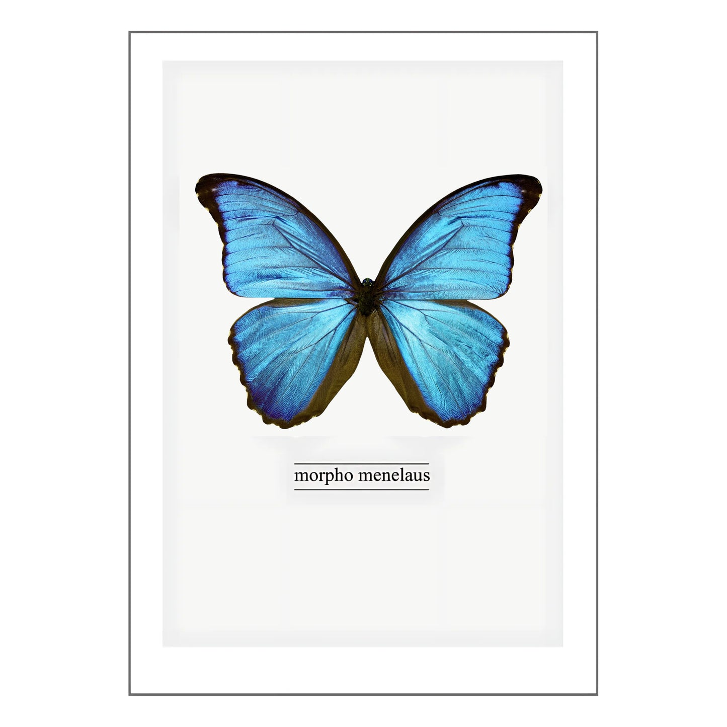 Morpho Menelaus